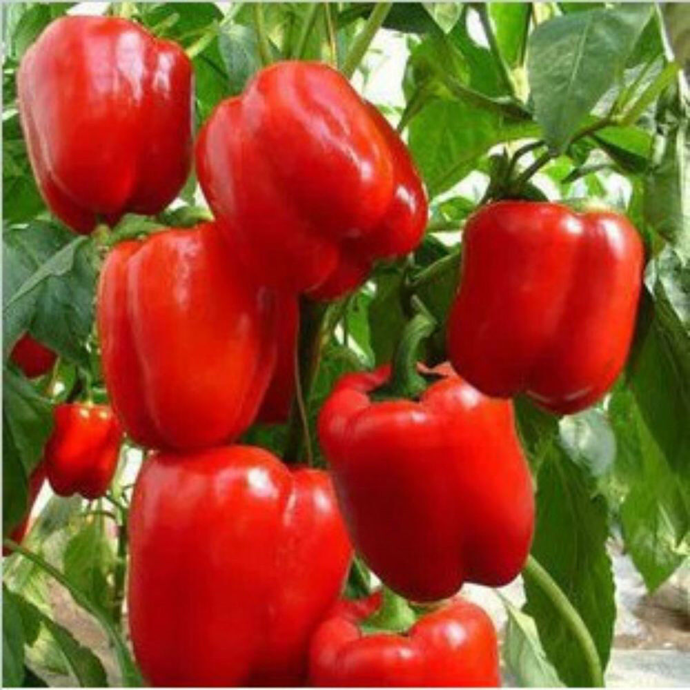 Big Red Sweet Bell Pepper, NON-GMO, Heirloom, Variety Sizes, 