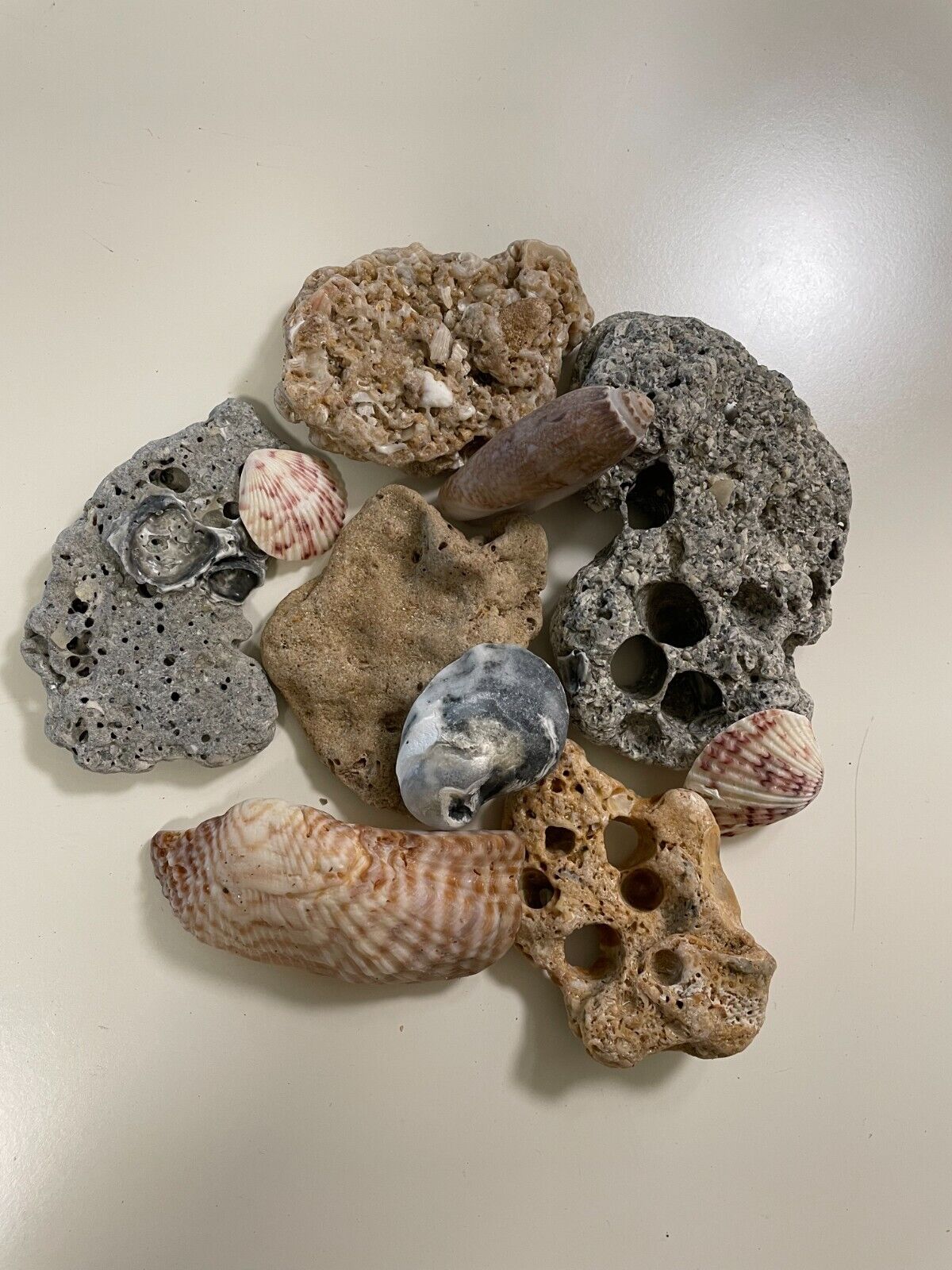 Natural Dry Coral Reef Rock Pieces and Seashells