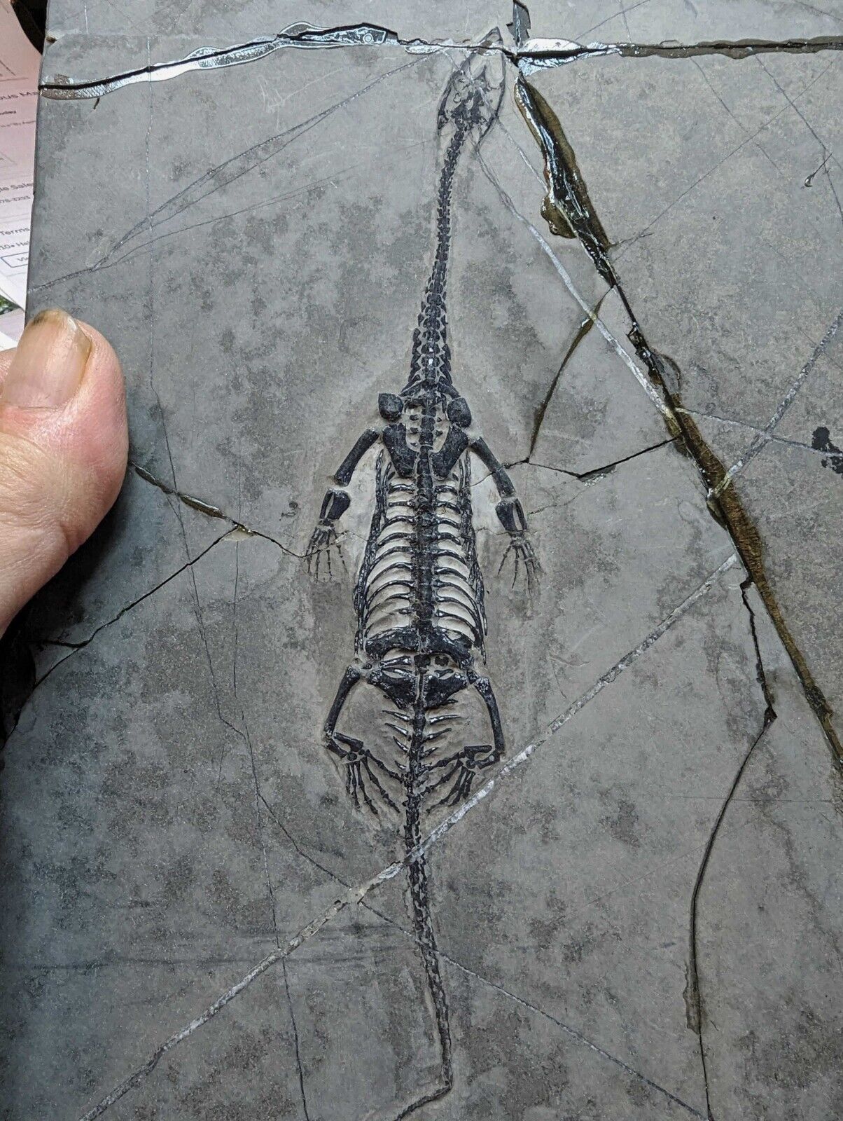 KEICHOUSAURUS FOSSIL - Triassic aquatic lizard reptile 7.5”