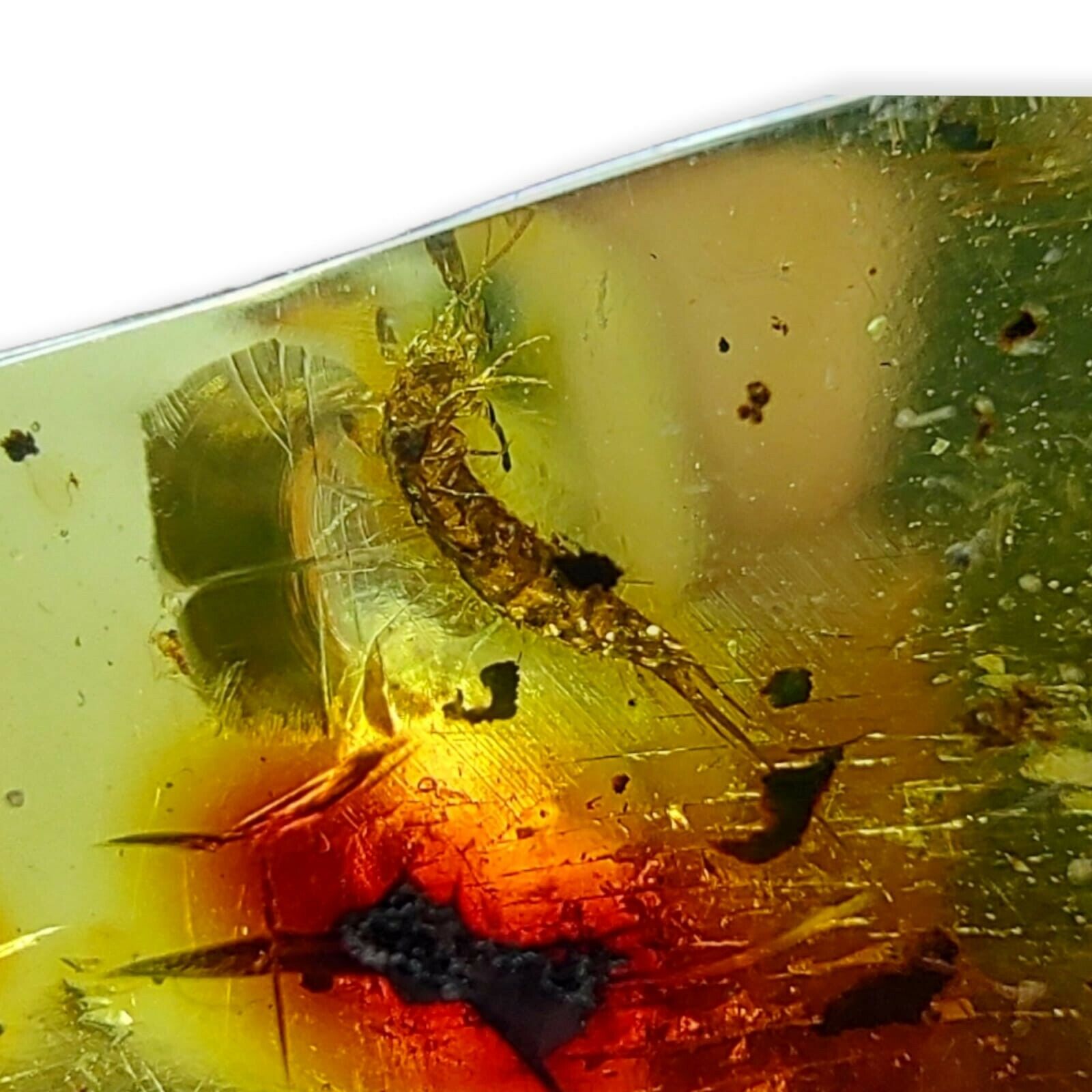 Mexican Amber Silverfish Insect | Rare Find, Outstanding Quality, Truly Astonish