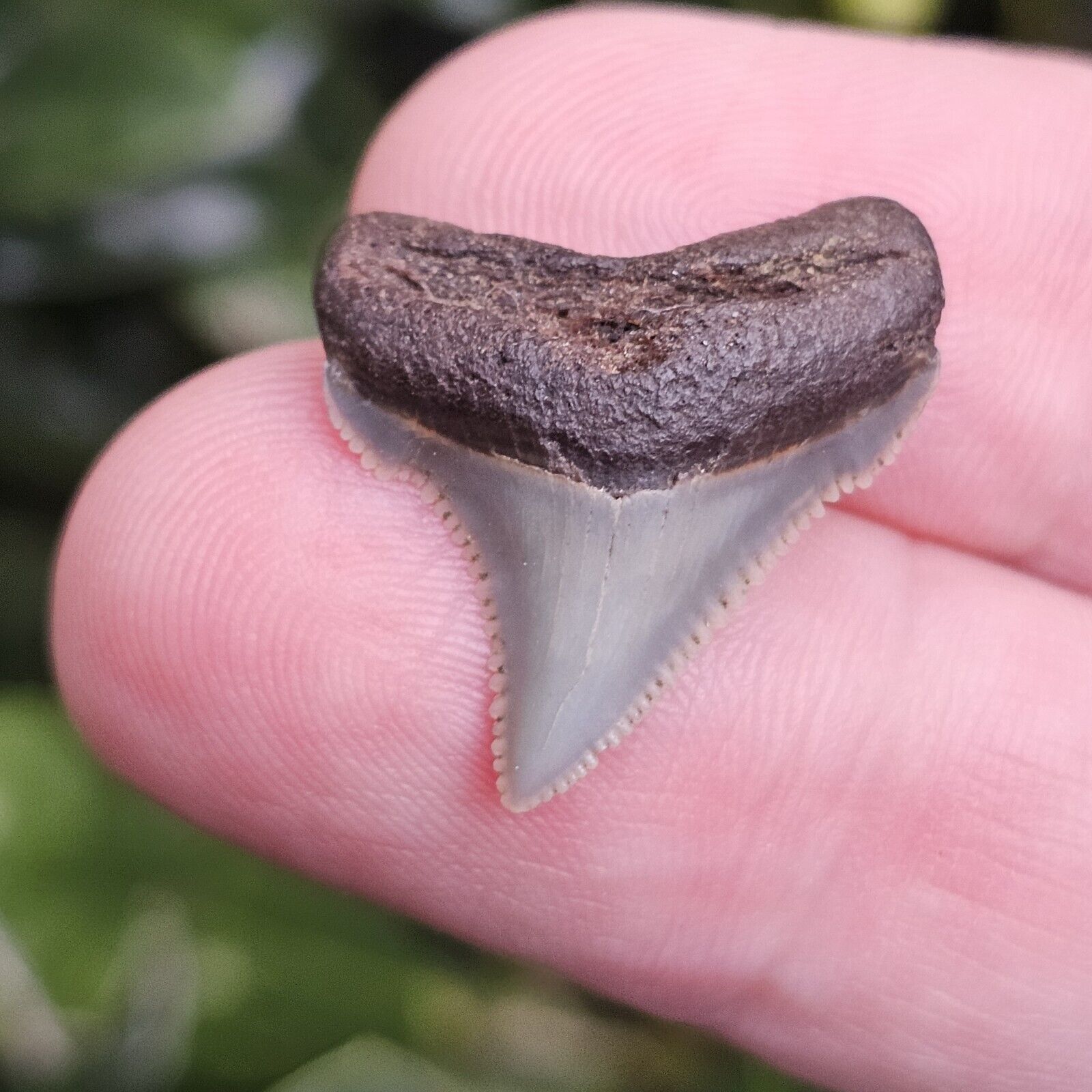 Aurora North Carolina Chubutensis Shark Tooth Fossil Lee Creek Not Megalodon 