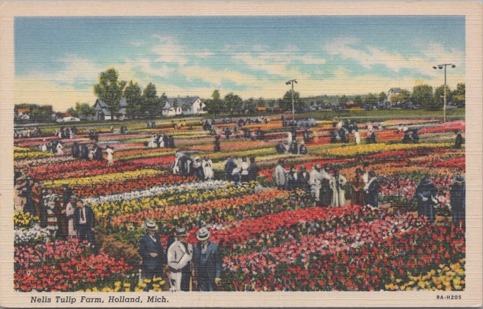Postcard Nelis Tulip Farm Holland MI 