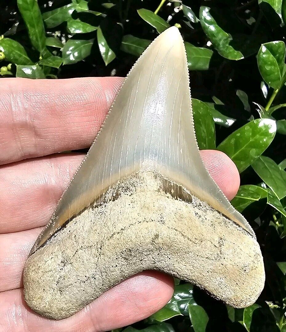 Lee Creek Chubutensis Shark Tooth Fossil 3.5