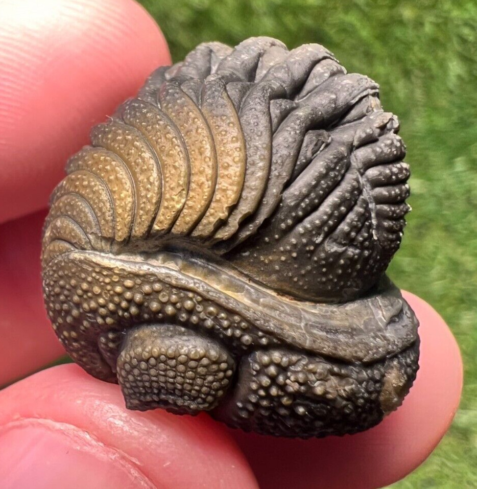 Detailed Rolled/Enrolled Trilobite Moroccops Fossil