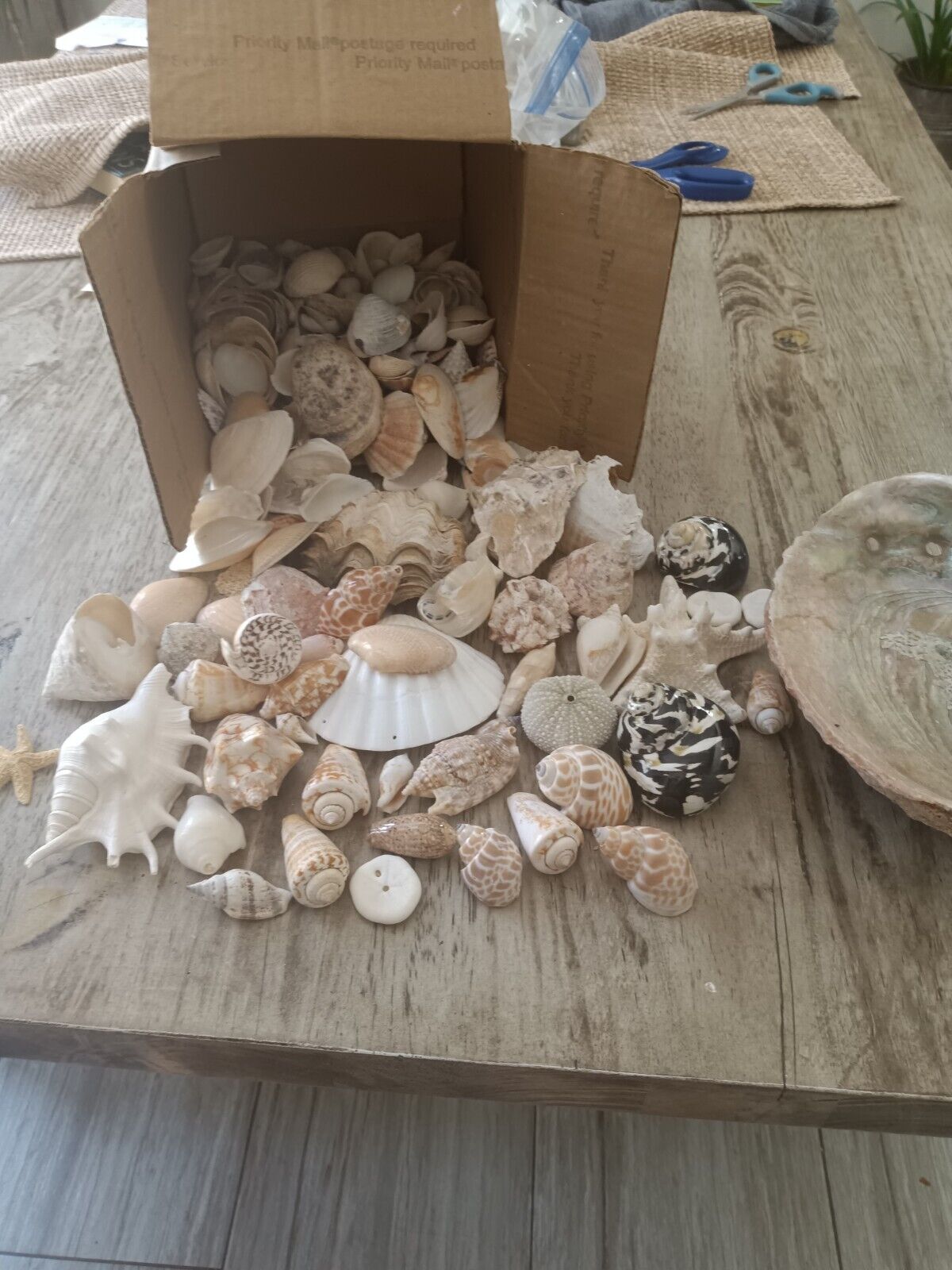 Large Lot Of Seashells Everything In Pictures 