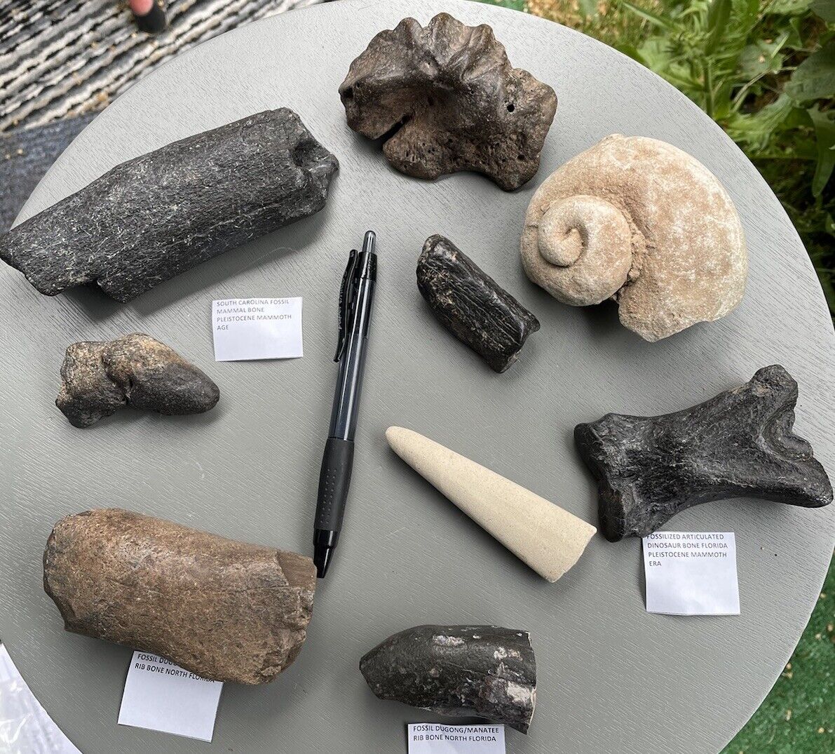 Lot Of Fossil Dinosaur Bones, Fossil Sea Creatures, Mollusk 