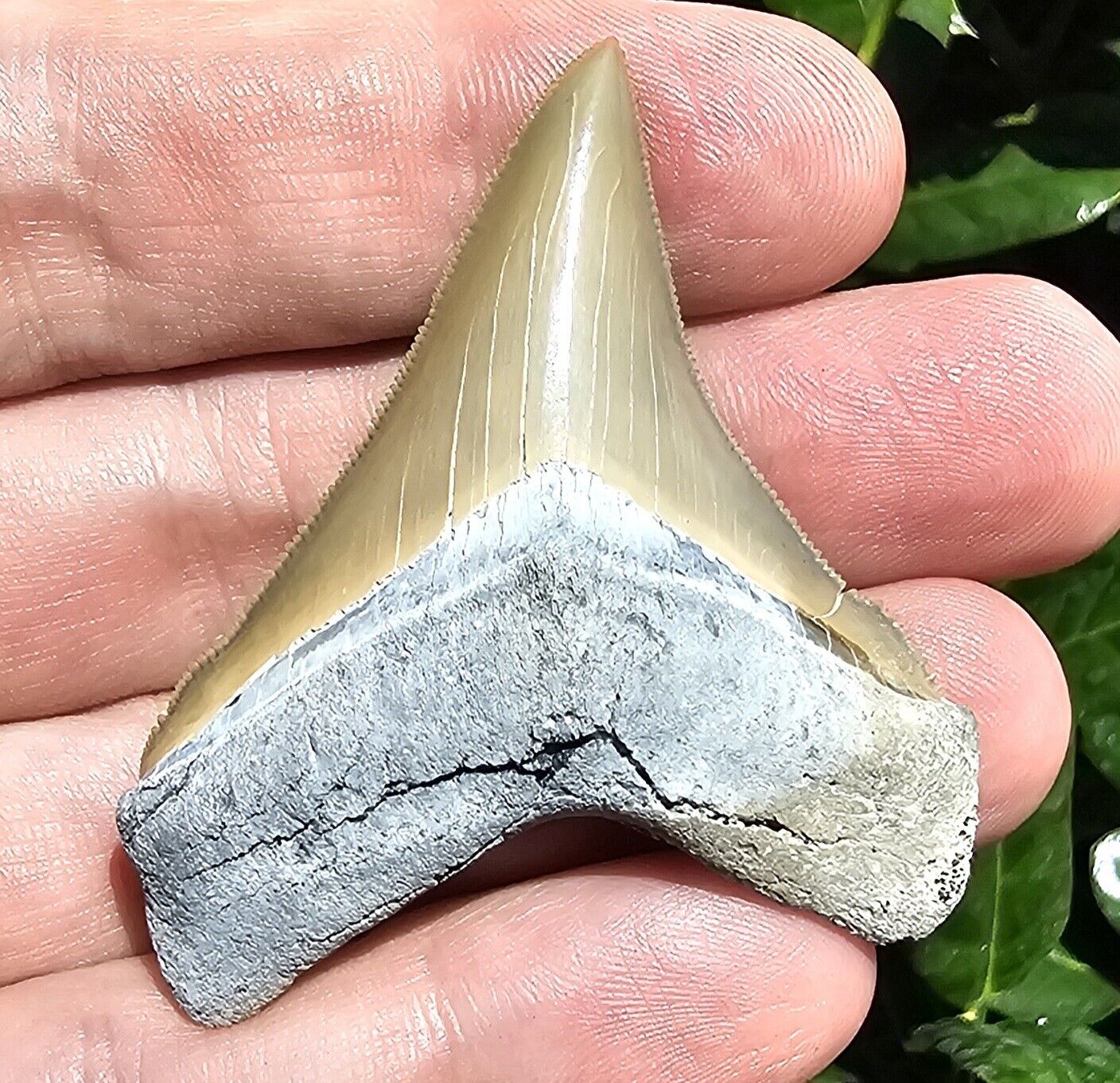 Lee Creek Chubutensis Shark Tooth Fossil Aurora North Carolina Not Megalodon