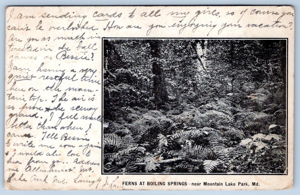 Pre-1906 MOUNTAIN LAKE PARK MARYLAND MD FERNS BOILING SPRINGS ANTIQUE POSTCARD