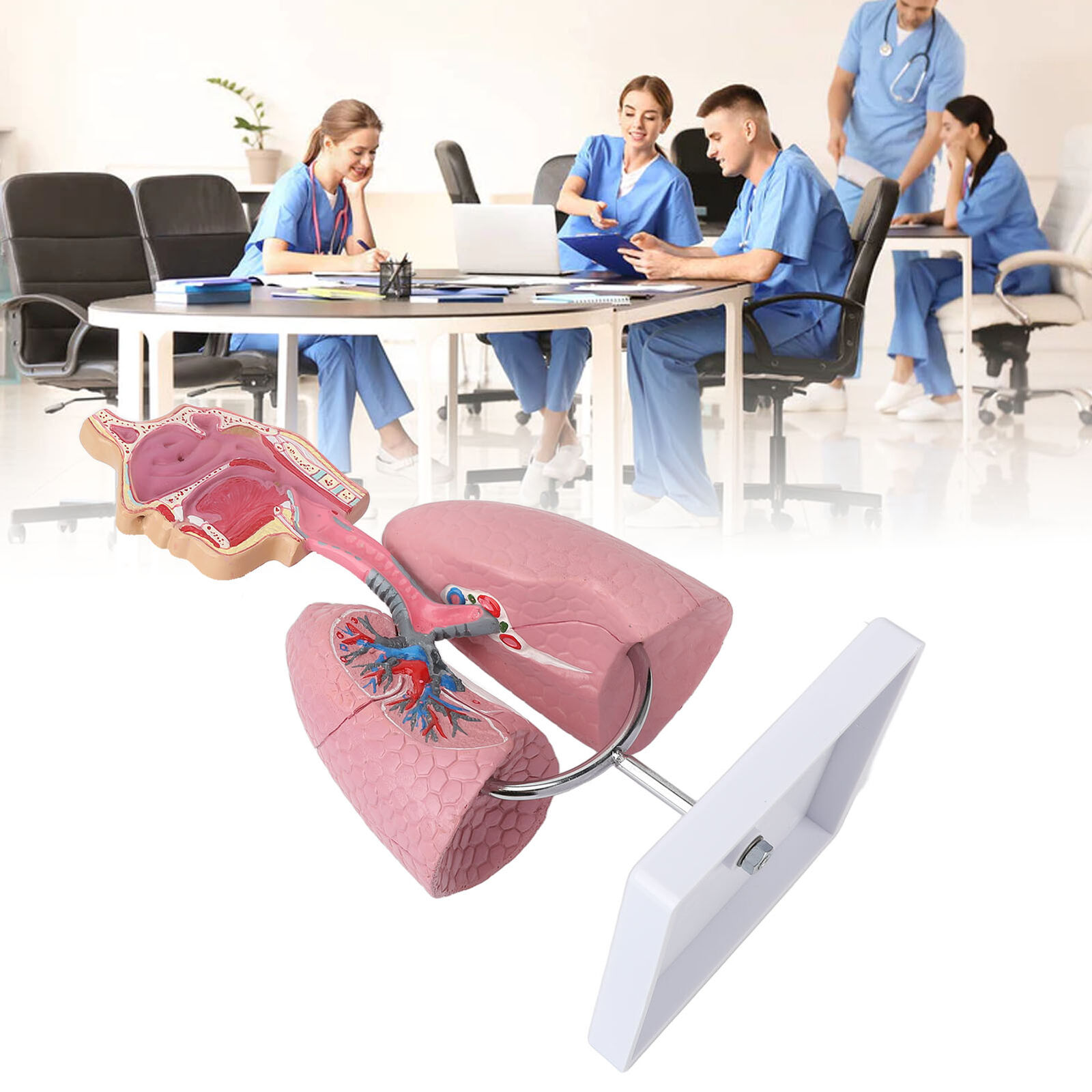 Respiratory System Model With Removable Heart Human Lung Anatomical Display
