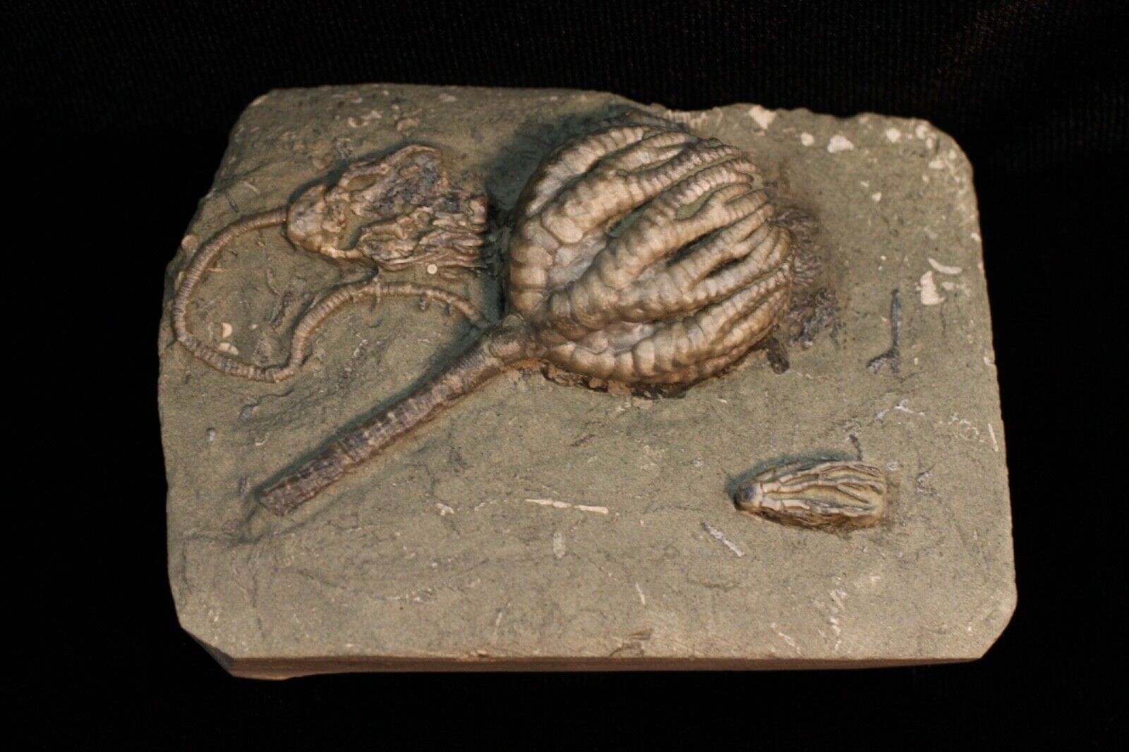 Three Terrific Fossil Crinoids on Gorgeous Mini-Plate, Crawfordsville, Indiana