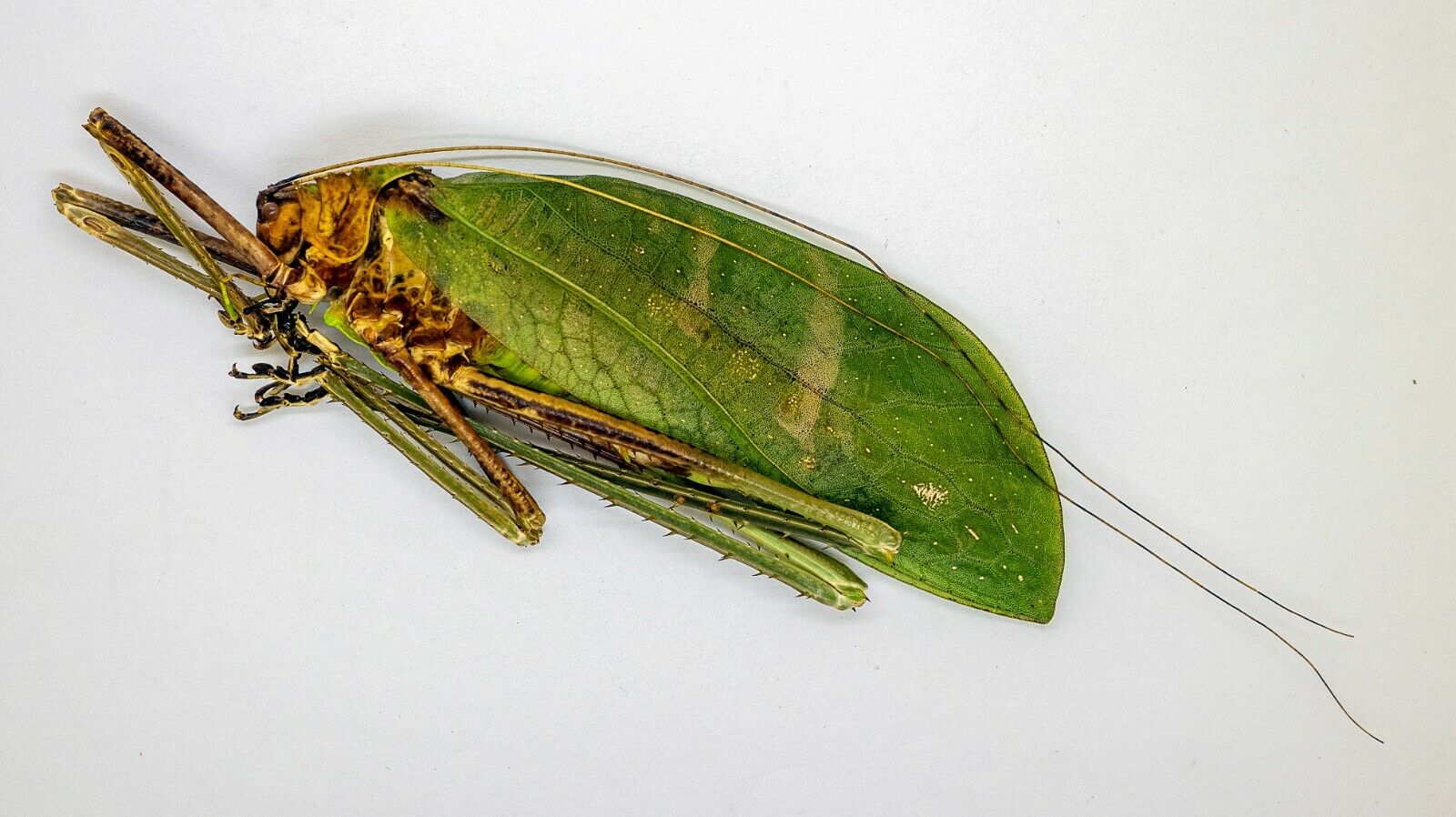 Orthoptera -Macrolyristes Coporalis (f) -World Largest Hopper - V. Rare (MCM07)