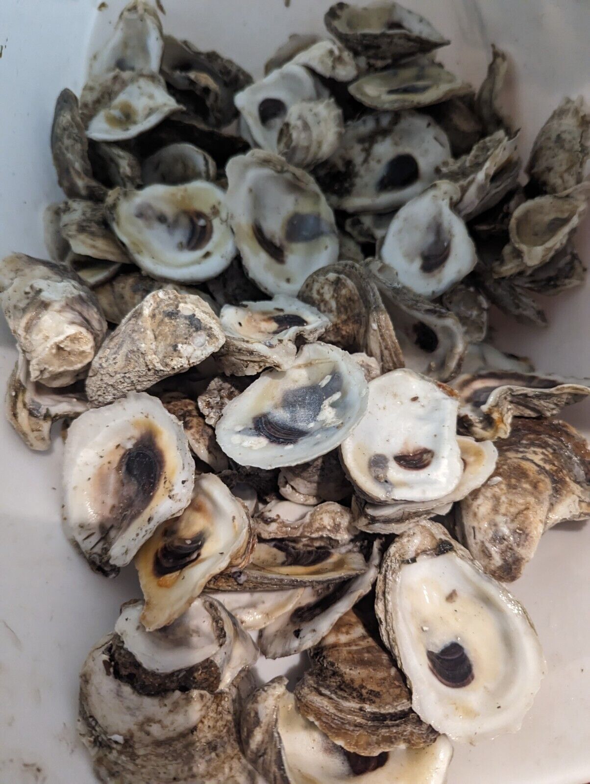 Oyster Shells 2\