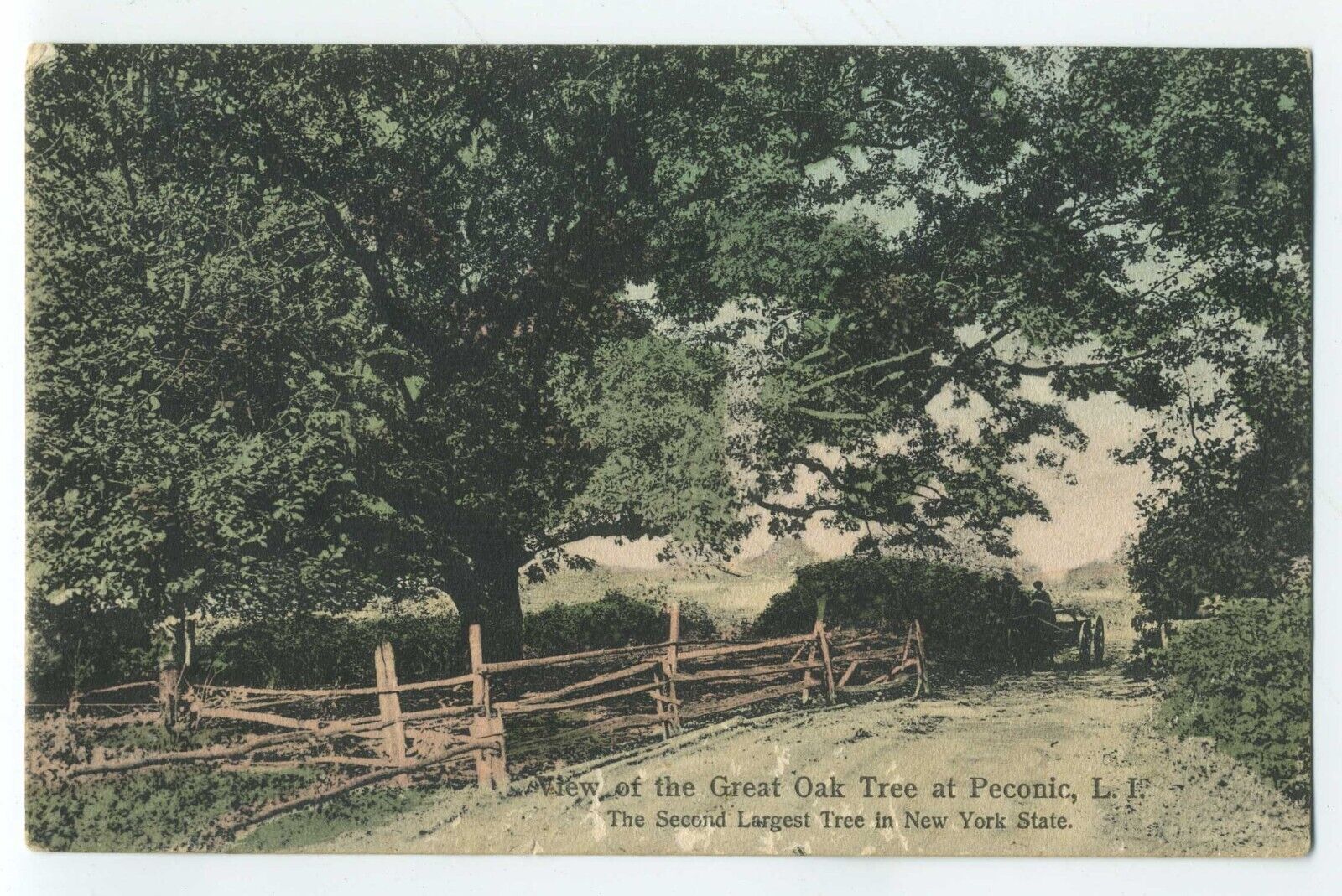 View of the Great Oak Tree at Peconic Long Island NY postcard A2