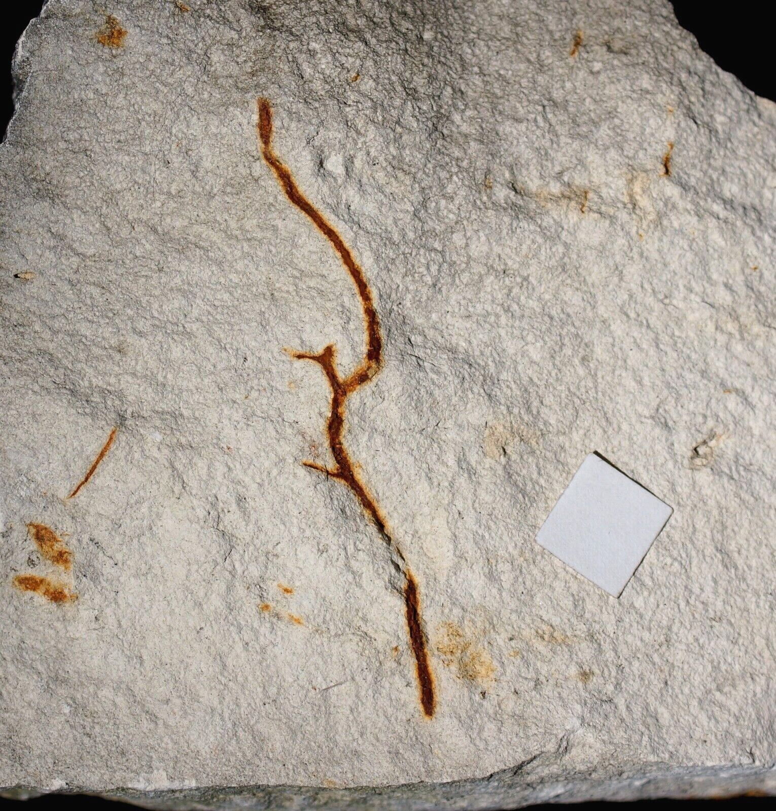 Unknown Cretaceous Maastrichtian fossil twig plant Mesozoic era mass extinction 