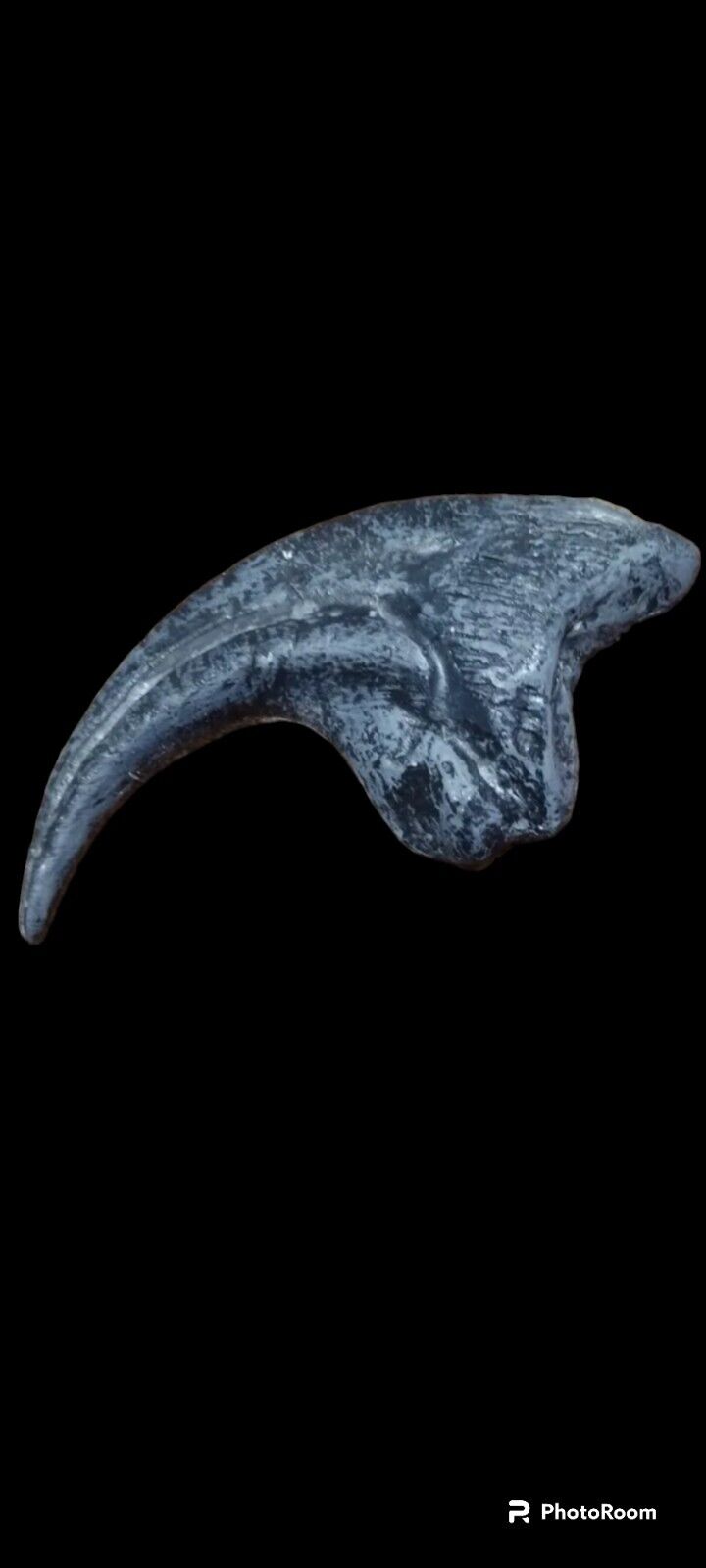 Allosaurus fragilis manual claw (hand claw ) cast replica