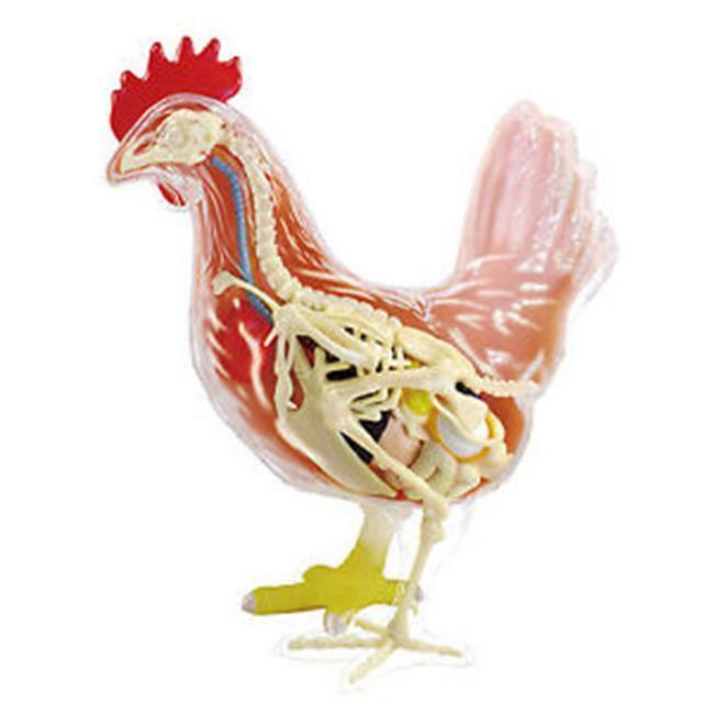 Tedco Toys 26003 4D Chicken Anatomy Model