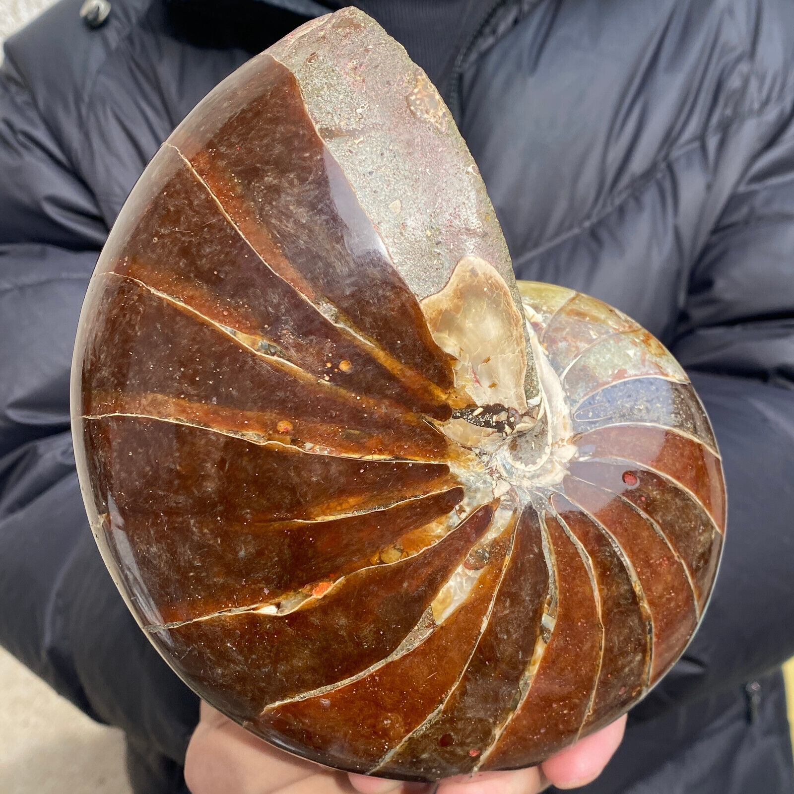 5.4lb Rare Large Natural Nautilus Ammonite Fossil Crystal Mineral Specimen heali