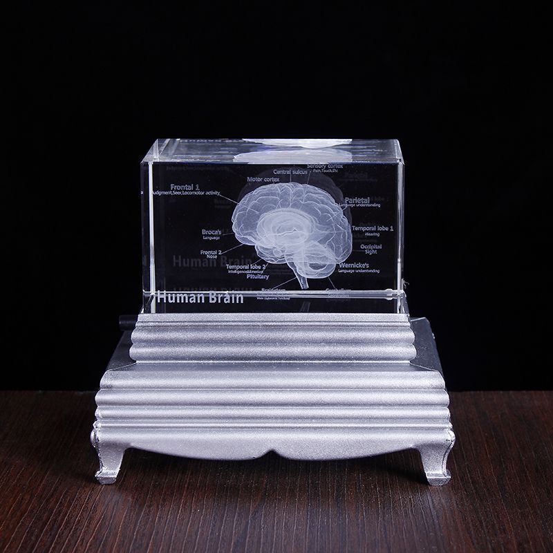 3D Human Anatomical Crystal Laser Brain Sculpture Cube Paperweight Figurines