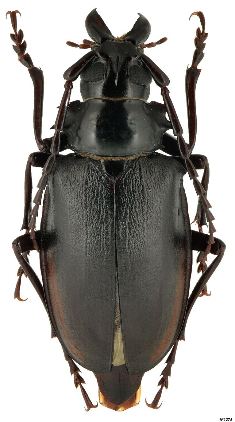 Coleoptera Cerambycidae Prioninae Dorysthenes walkeri Thailand female 46mm