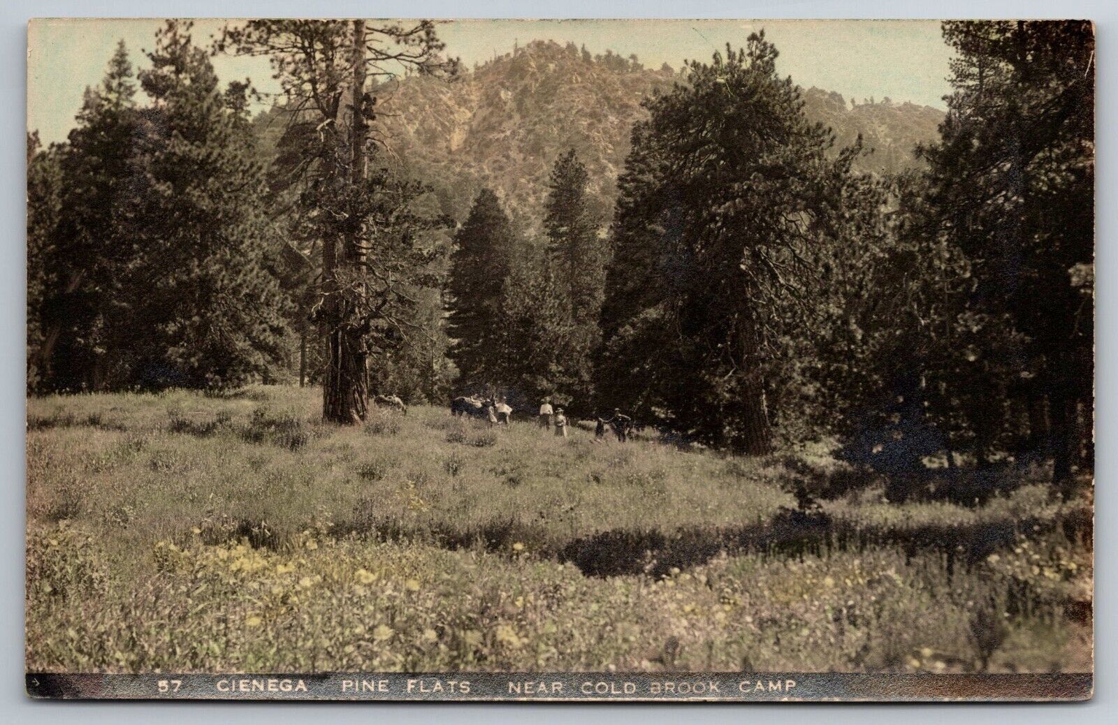 Cienega Pine Flats, Near Cold Brook Camp. Colorado Real Photo Postcard. RPPC