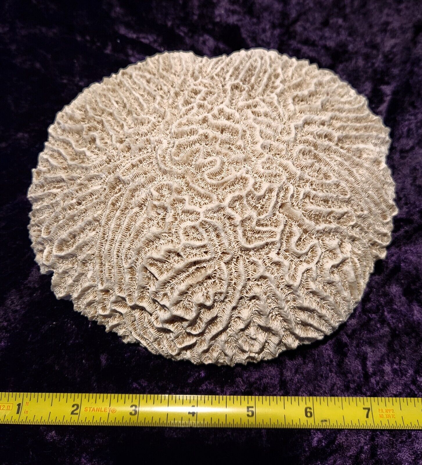 Natural Brain Coral, 7 Inch Diameter,  Aquarium Decor, Beach, Natical