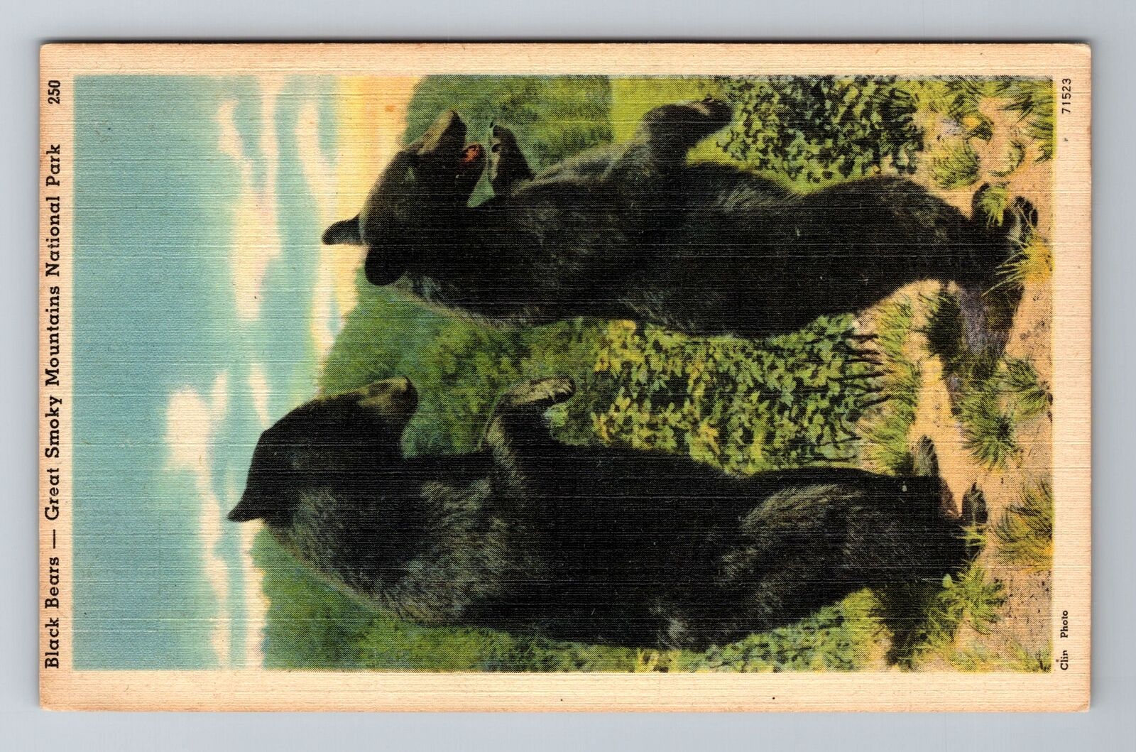 Great Smoky Mt Nat Park TN-Tennessee, Black Bears, Vintage Postcard