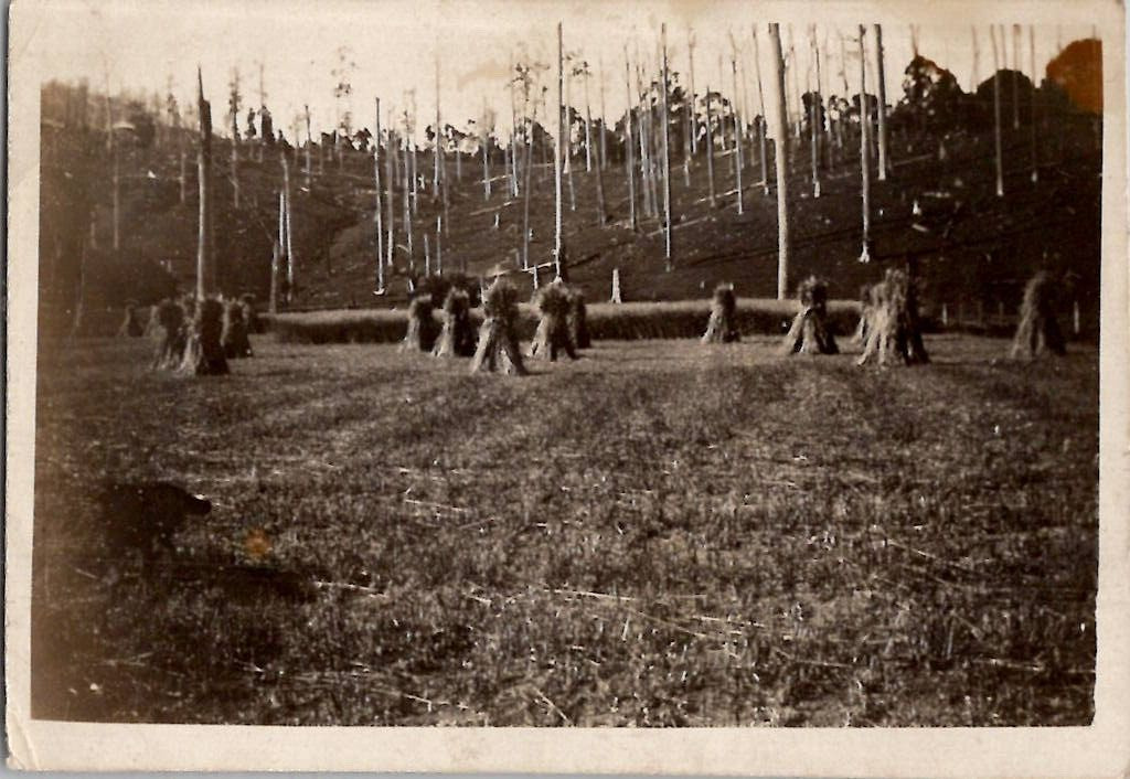 Vintage Australia Hay Mounds Deforestation Nature 1930s Vintage Photograph