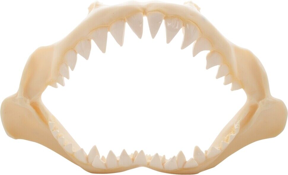 2 Shark Jaws Polyresin Faux with Teeth Coastal Beach Decor 5\