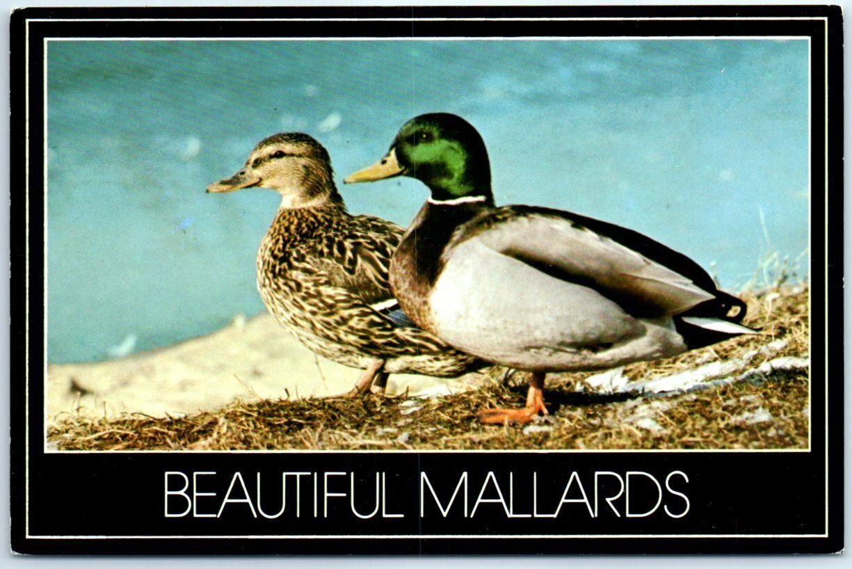 Postcard - Beautiful Mallards