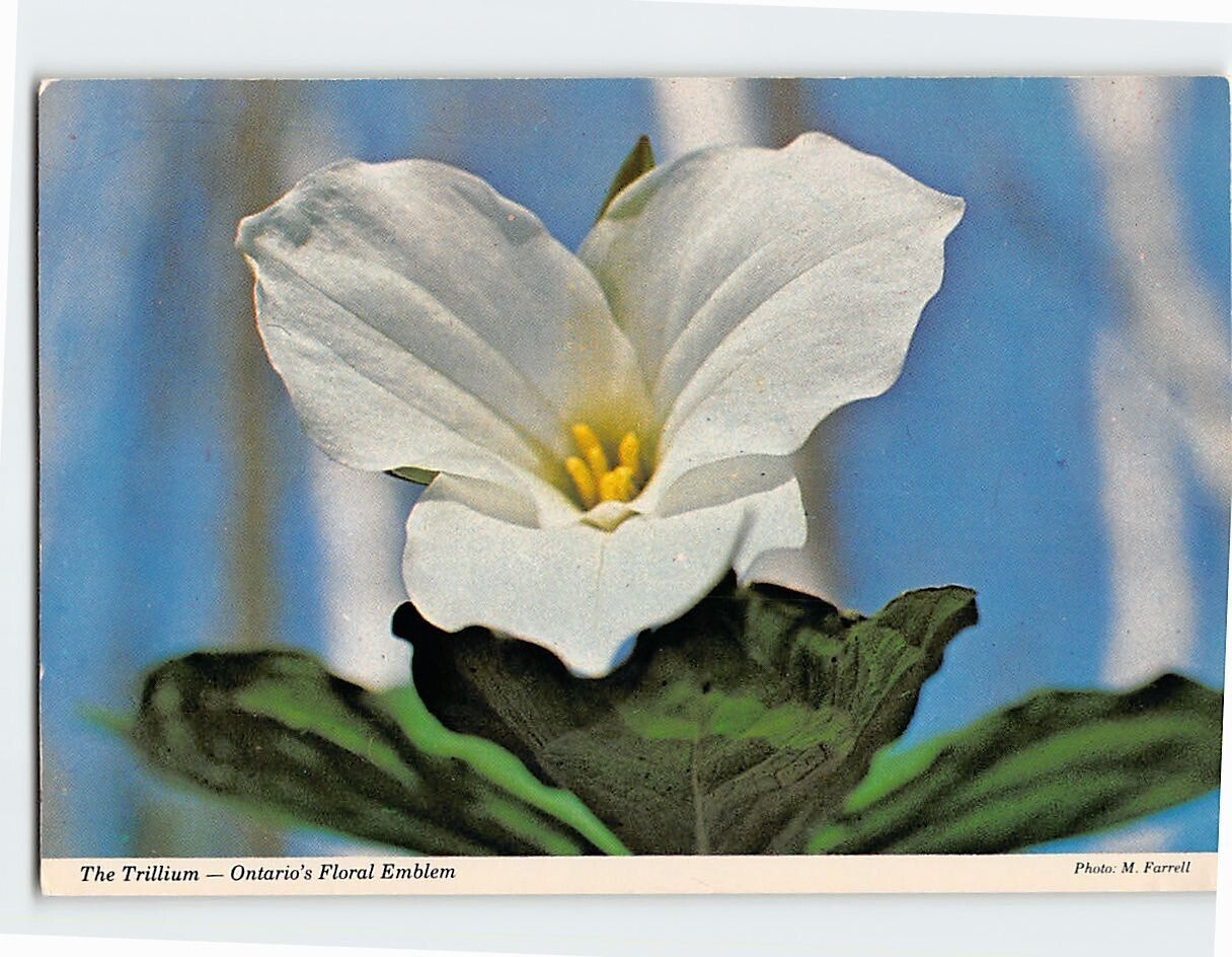 Postcard The Trillium Ontarios Floral Emblem Canada