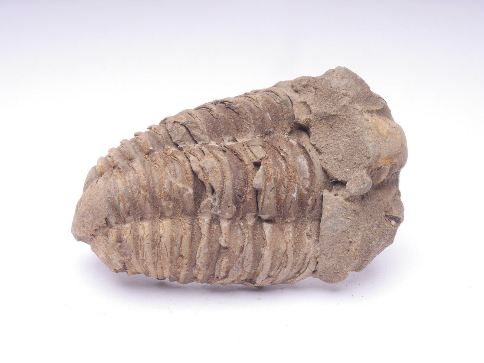 Trilobite - Natural Flexicalymene sp.Trilobite Fossil Morocco Devonian Era