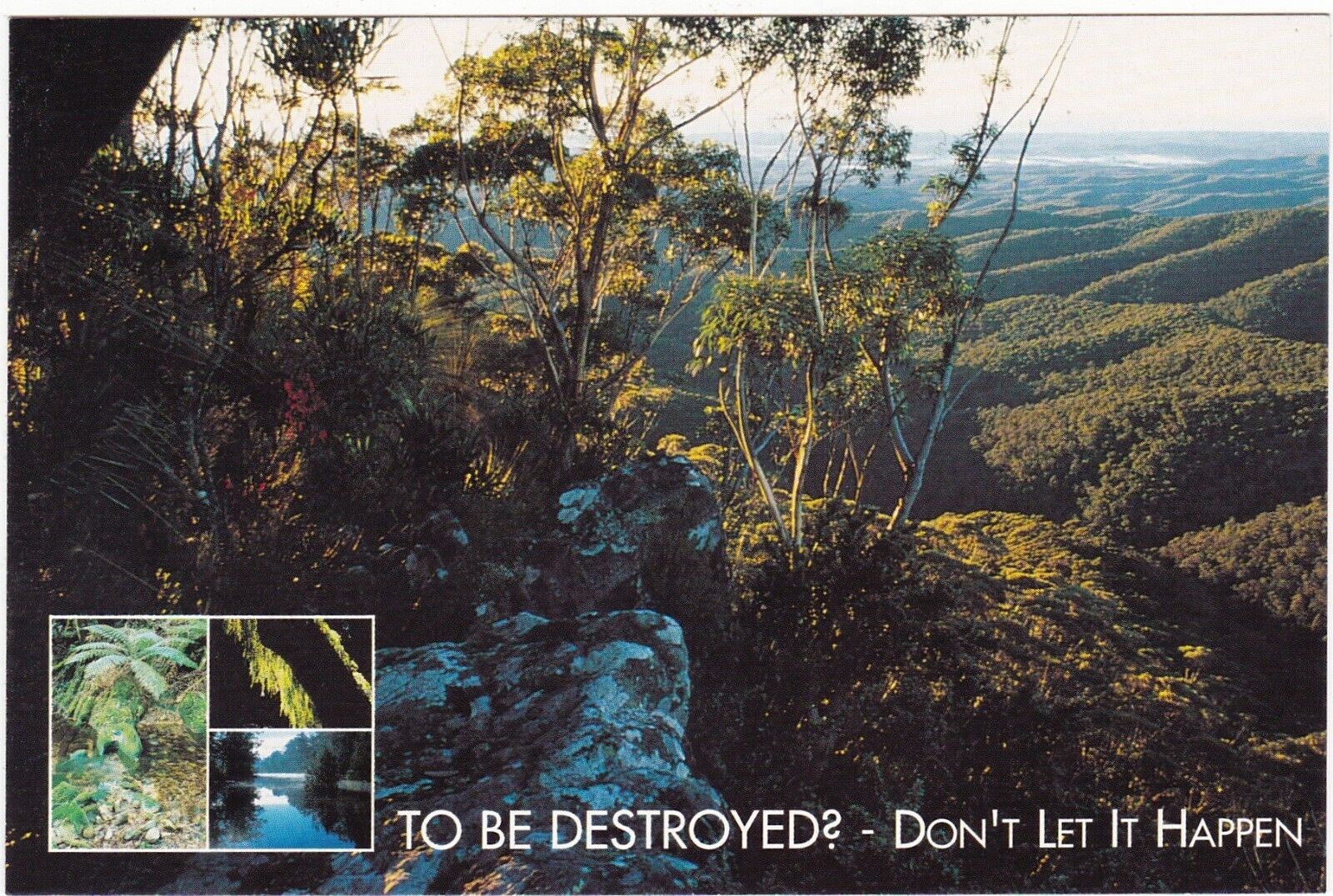V06849 Australia Avant Card #6849 Ancient Forests Need Protection postcard