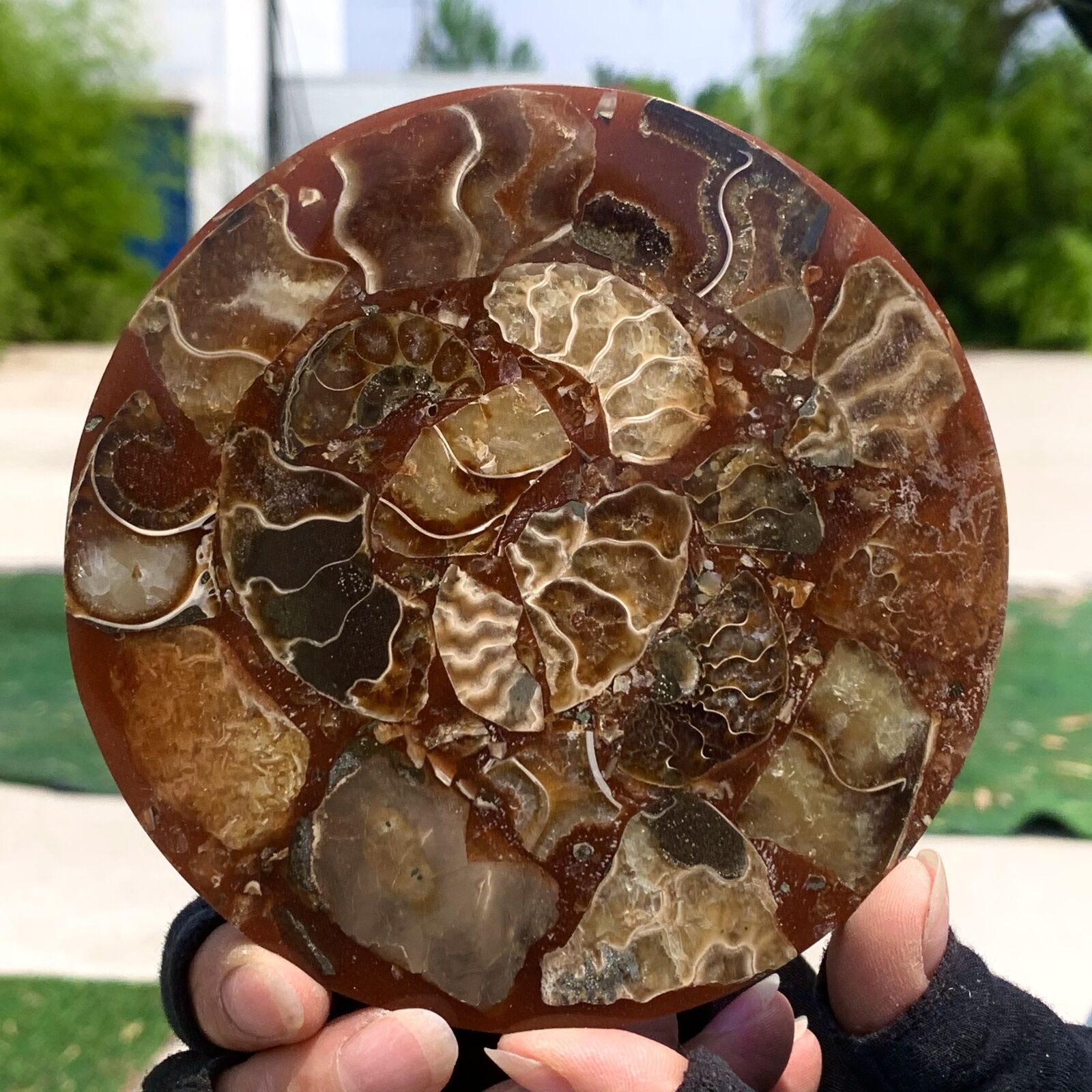 142G Rare Natural Tentacle Ammonite FossilSpecimen Shell Healing Madagascar
