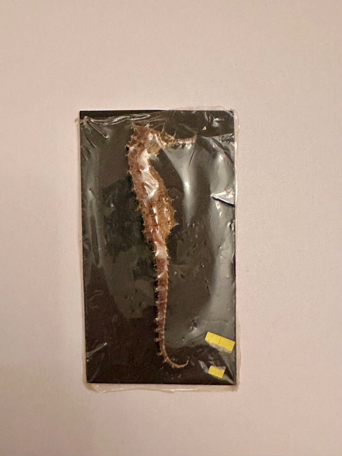 Vintage Real Natural Dried Seahorse Specimen Hippocampus Erectus Skeleton 3+in
