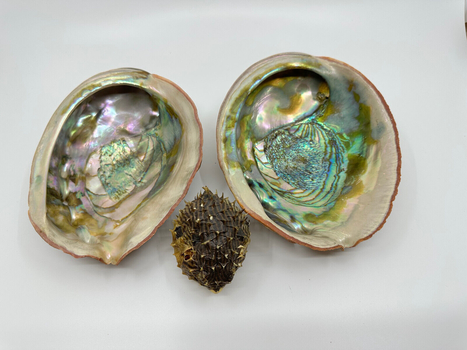 Vintage & Best Large Calif Red Abalone Shells and Taxidermy Pufferfish Lot of 3