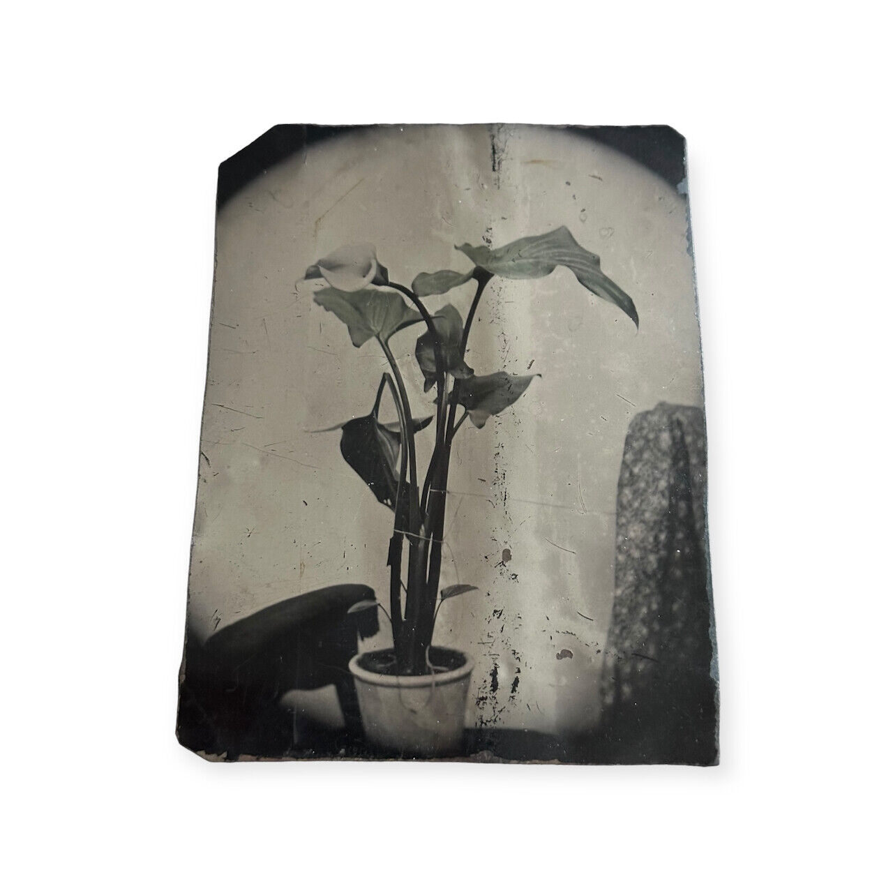 Antique Tintype Photo Still life Potted Plant Rare Image half plate Old Vintage