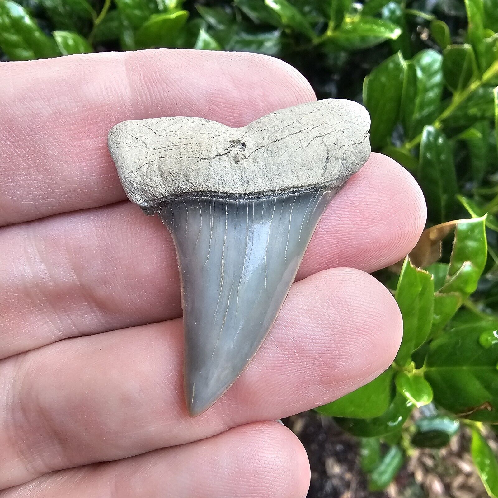 Aurora North Carolina Hastalis Shark Tooth Fossil Lee Creek Not Great White