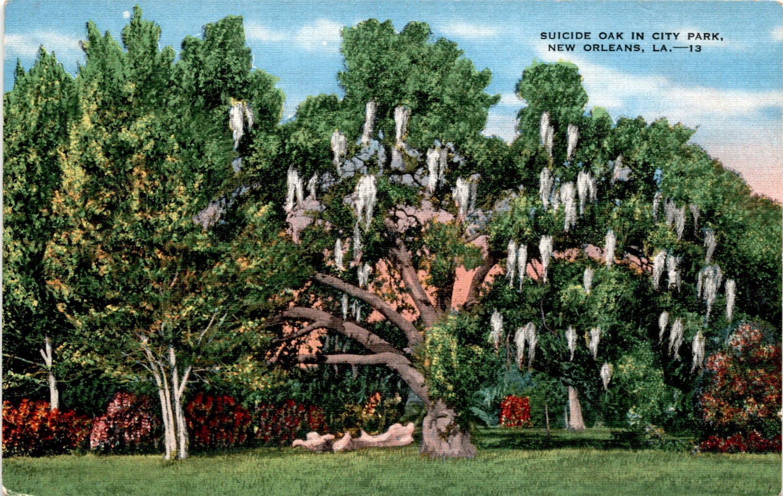 Suicide Oak, City Park, New Orleans, Louisiana, Spanish moss, 16 men,  Postcard