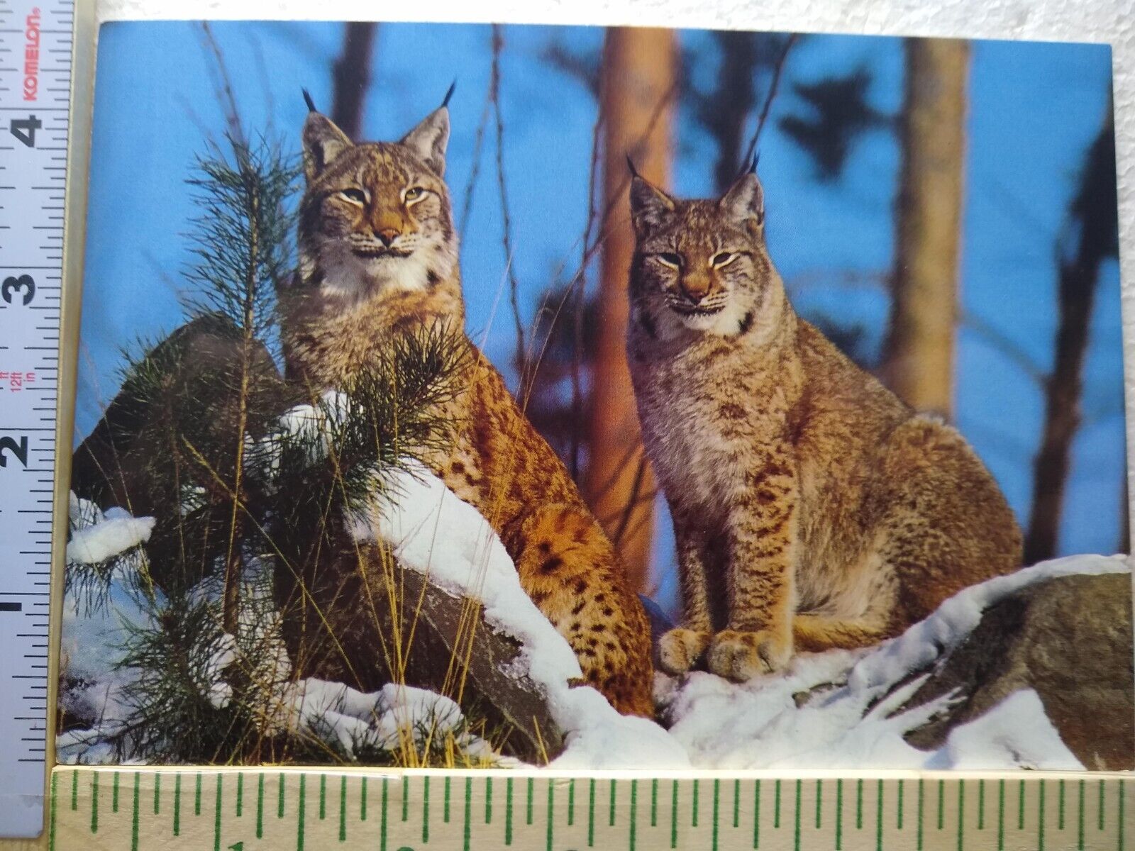 Postcard Lynx North American Wildlife