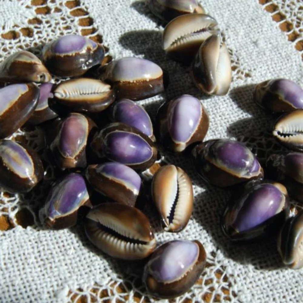 3pc Purple Top Snakehead Cowrie Shells, Cypraea Caputserpentis