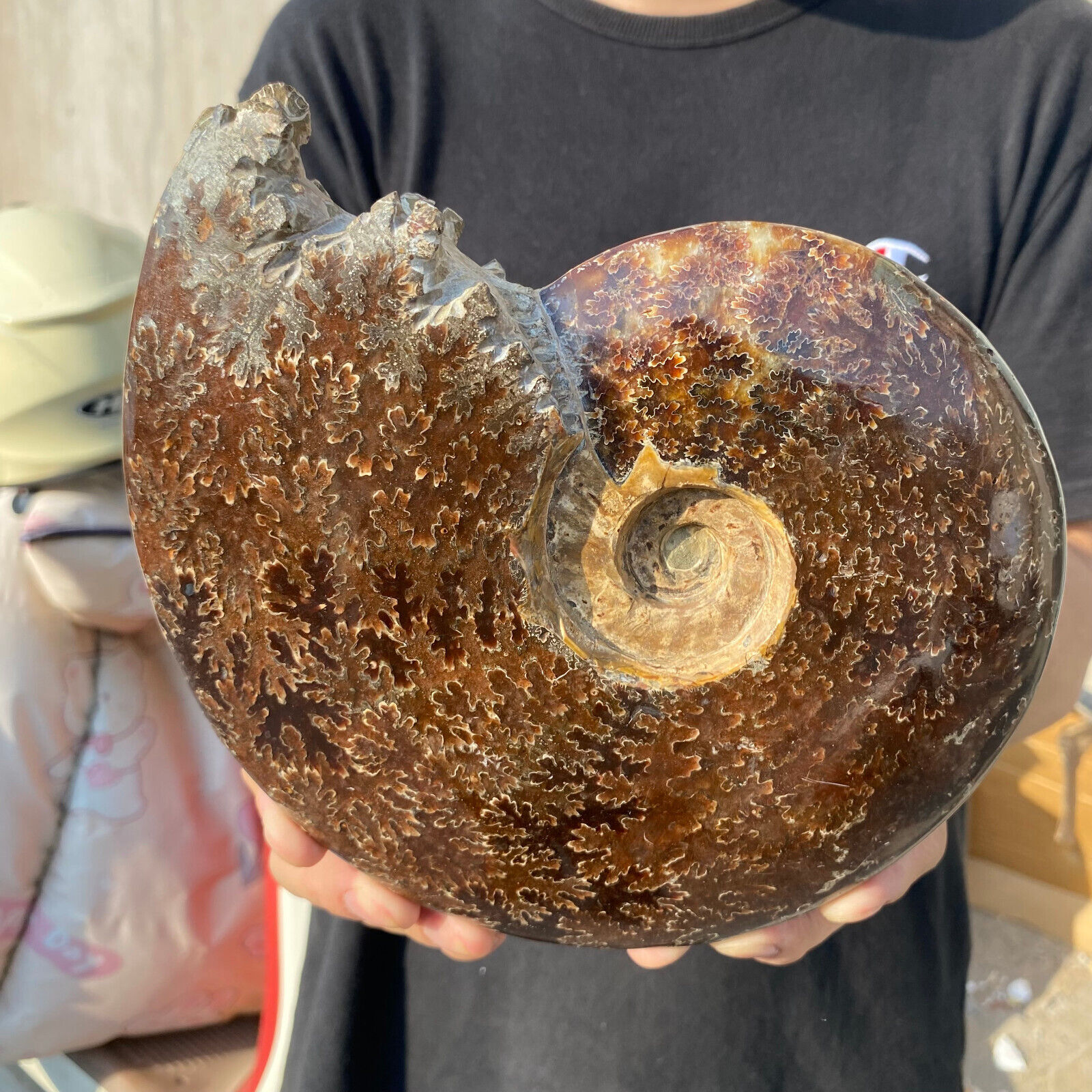 4.1lb Large Rare Natural Ammonite Fossil Conch Crystal Specimen Healing