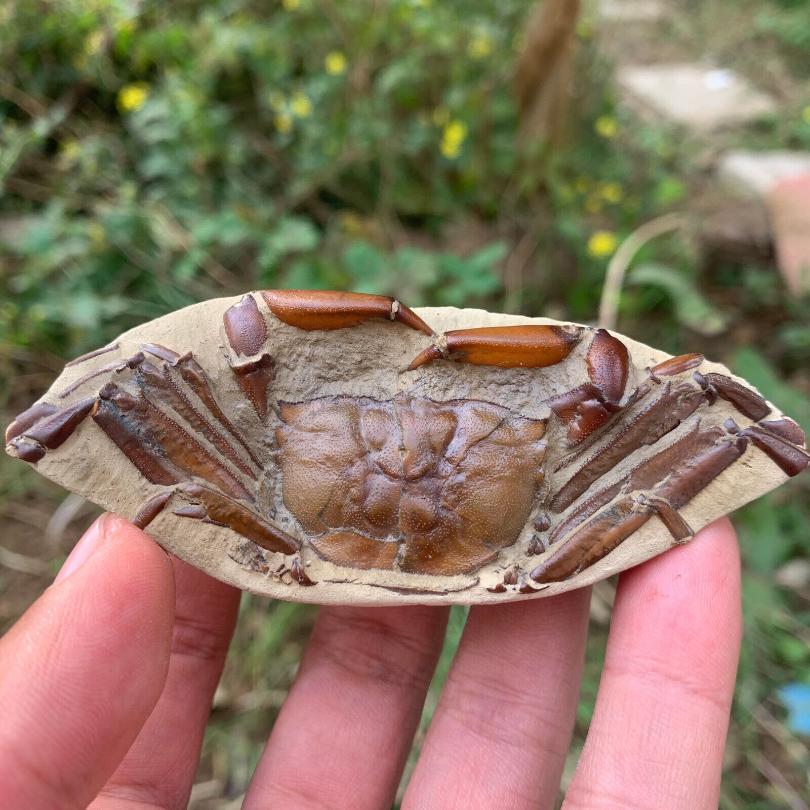Jurassic Period Perfect Crab Fossil Dinosaur Age