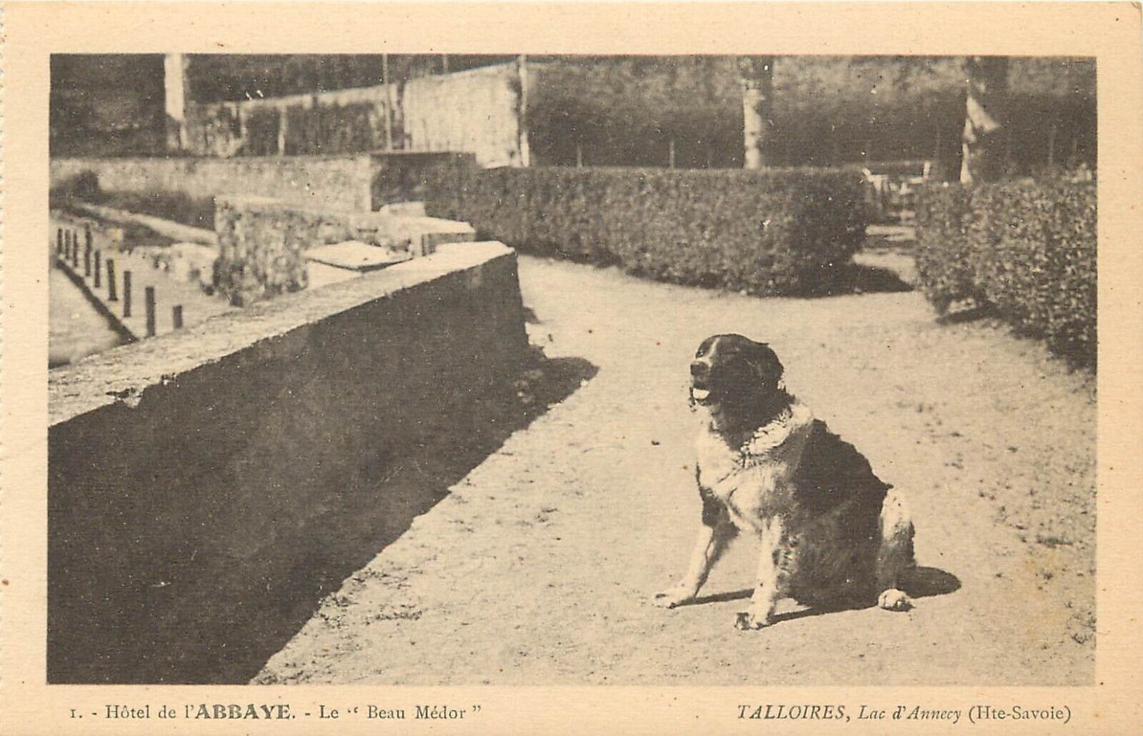 1920s Postcard; Border Collie Dog, Hotel de l'Abbaye, Lac d'Annecy France