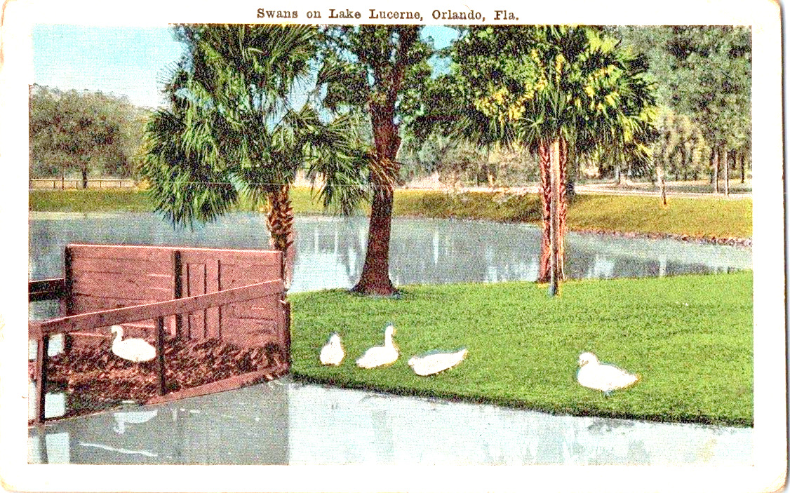 Swans on Lake Lucerne Orlando Florida vintage postcard a66