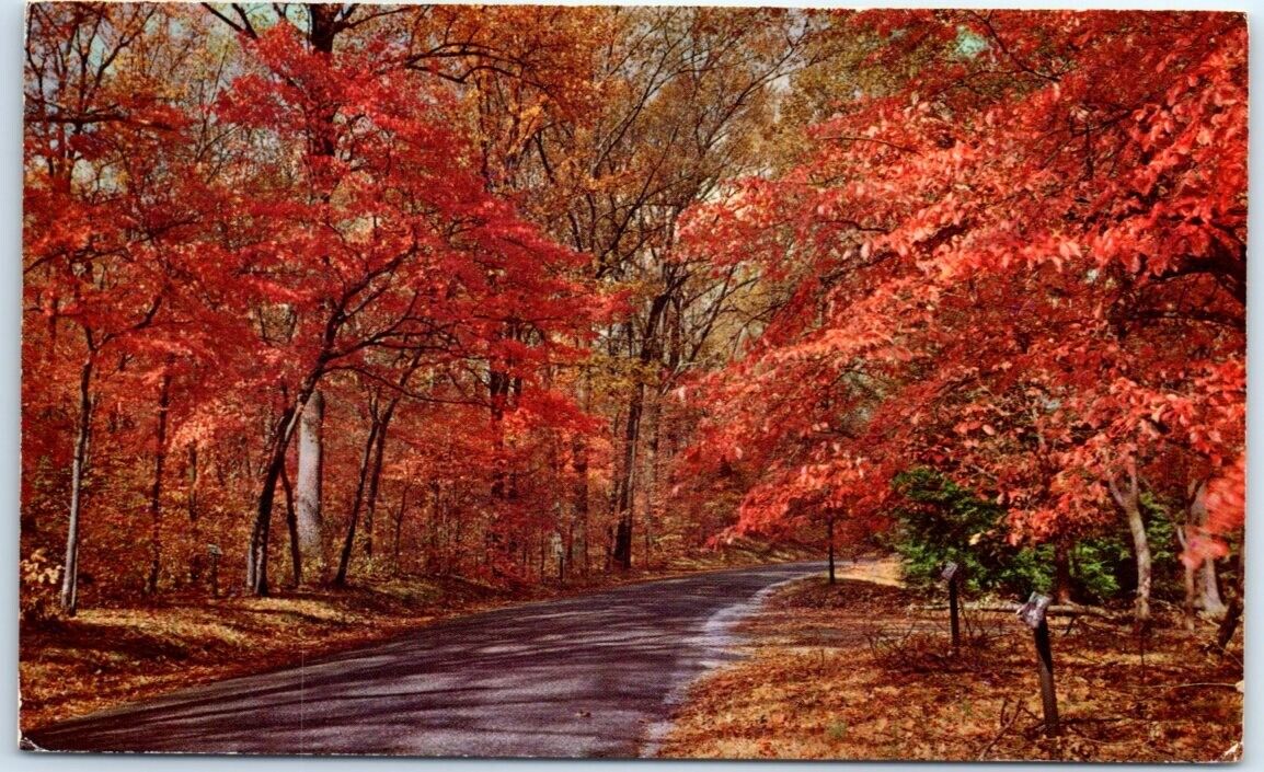 Postcard - Autumn Leaves