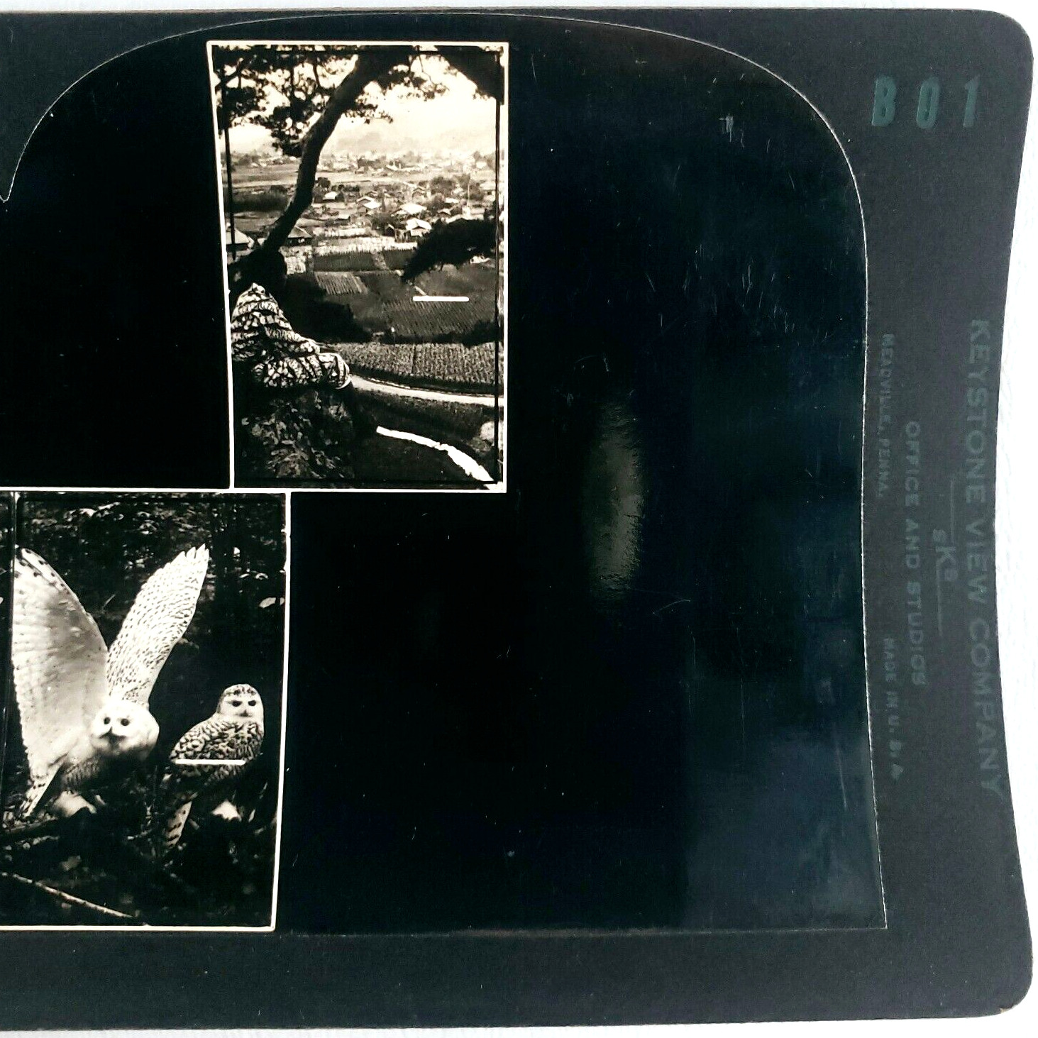 Taxidermy Owls Exhibit Asia Stereoview 1930s Keystone Depth Perception D1305