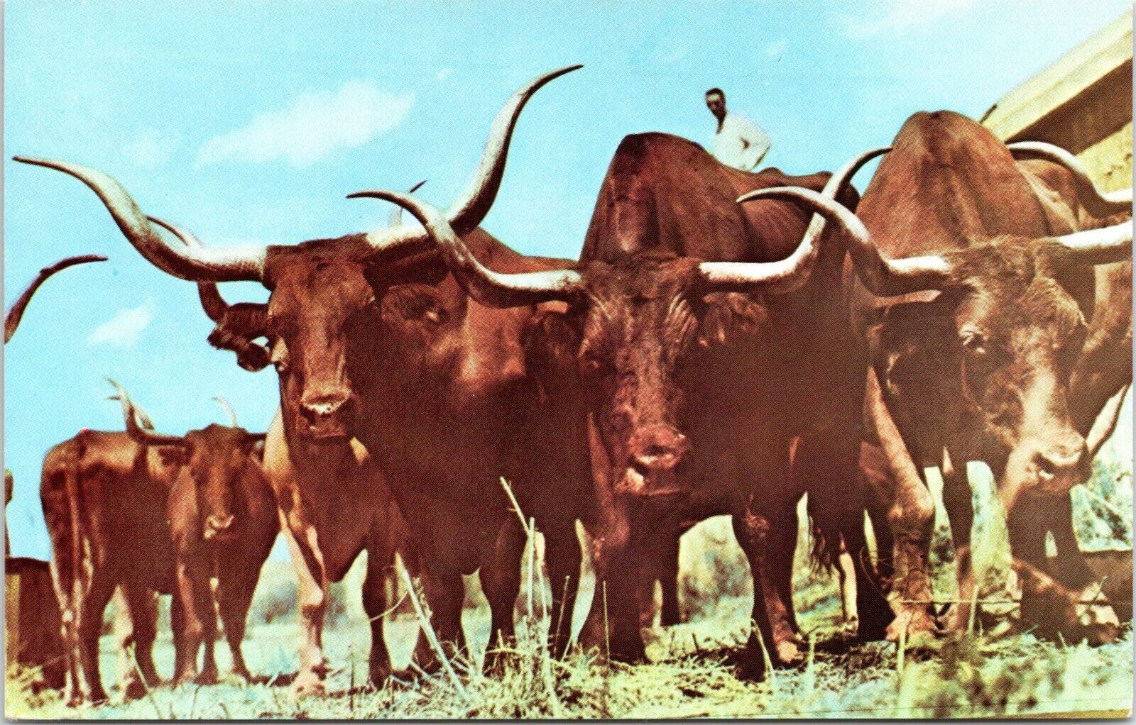 Texas Longhorns at Gene Autry - Everett Colborn Rodeo - Chrome Postcard
