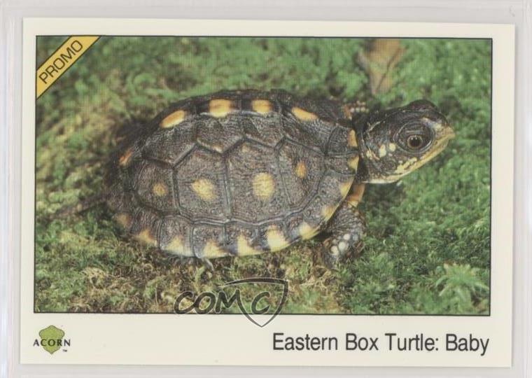1991 Acorn Biosphere Promo Set Eastern Box Turtle: Baby #120 0kb5