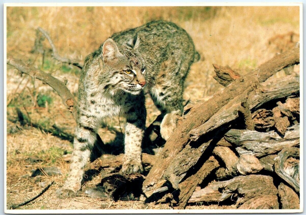 Postcard - Bobcat (Wildcat) Lynx Rufus Baileyi