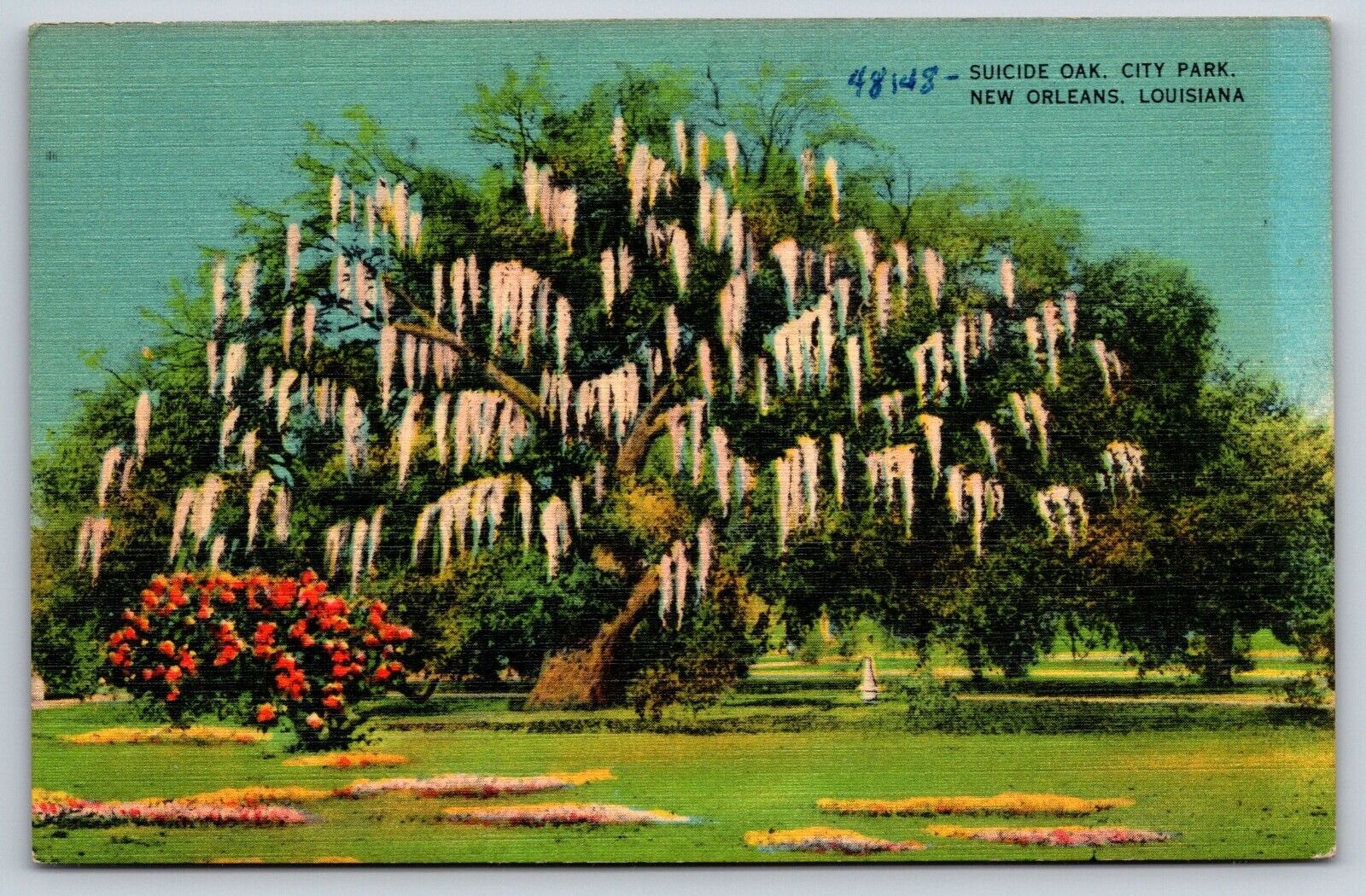 Suicide Oak, City Park, New Orleans, Louisiana Vintage Postcard